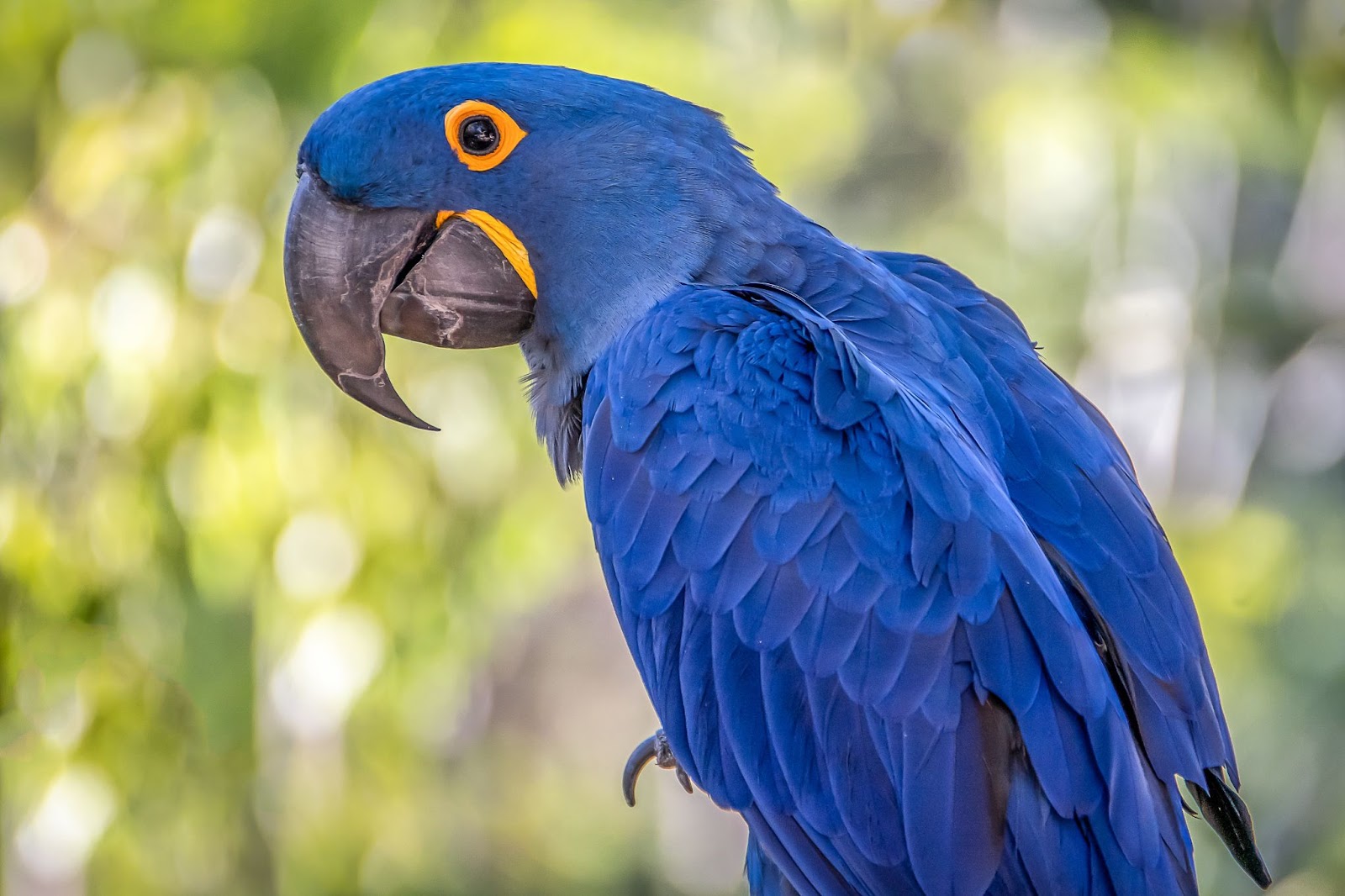 Blue Parrots For Sale