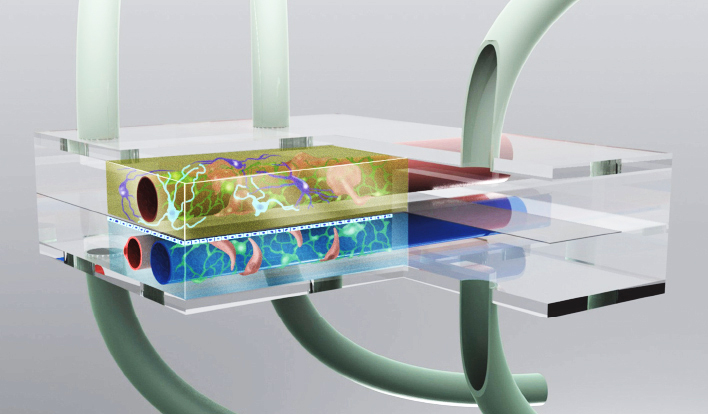 Microphysiological systems such as organ-on-chip and lab-on-a-chip systems allow small-scale disease modeling.