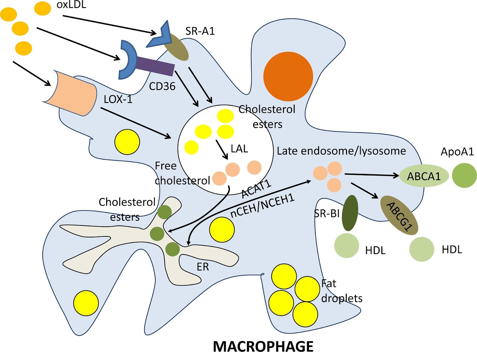 Macrophage‐mediated cholesterol handling in atherosclerosis - Chistiakov -  2016 - Journal of Cellular and Molecular Medicine - Wiley Online Library