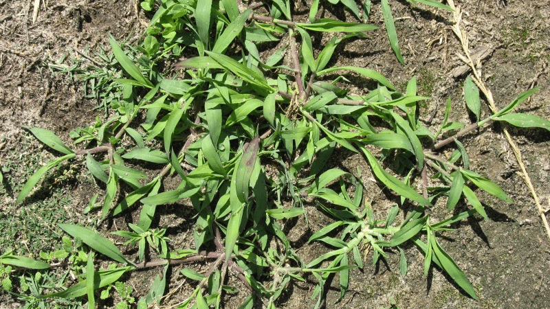 Check your lawn for weeds