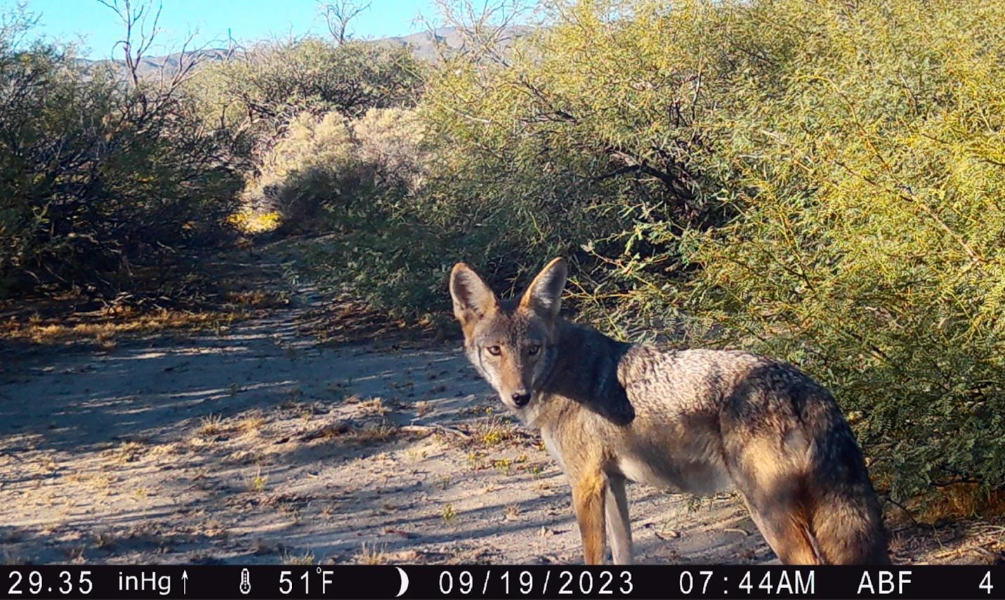 A coyote standing in the desert

Description automatically generated