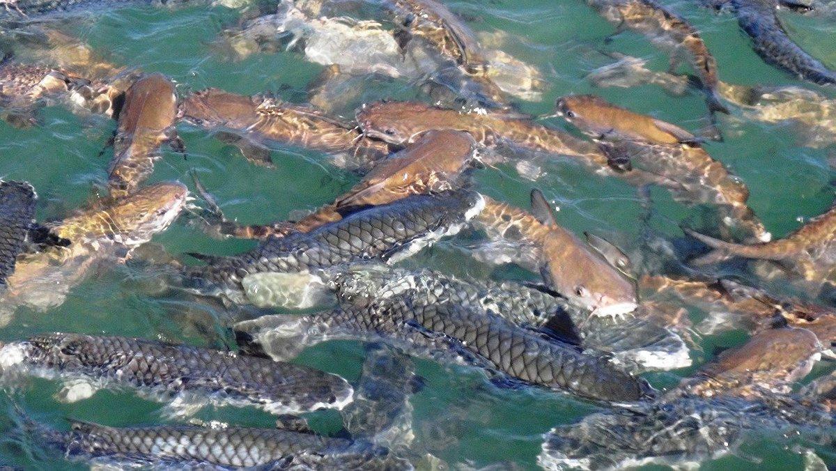 abundant fishes