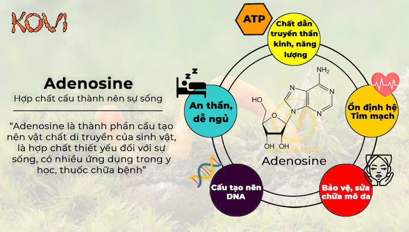 Nghiên cứu và ứng dụng y học của Adenosine