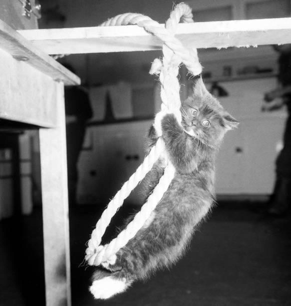 A cat on a rope

Description automatically generated