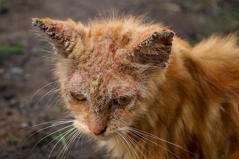 early stages of mange in cats > Purchase - 53%