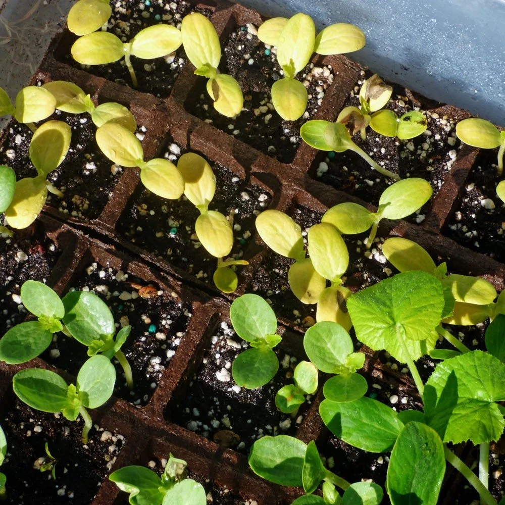 Transplant Shock