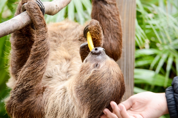 A sloth enjoys a treat while hanging upside down at Wild Florida