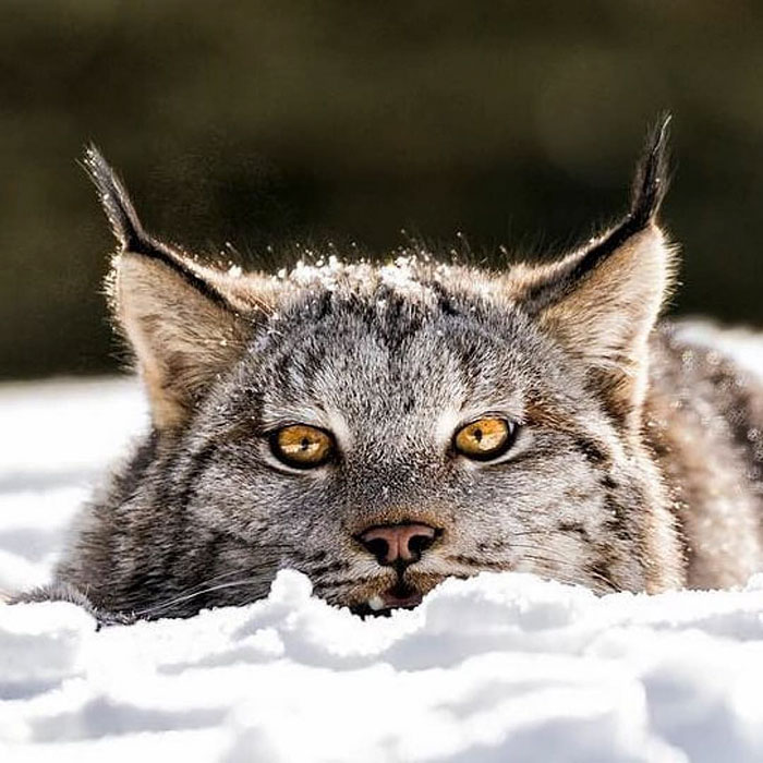 Meet The Canada Lynx Cat With Paws As Big As A Human Hand