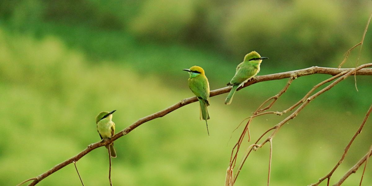 Exploring the Emotional Spectrum Through Colored Birds in Dreams