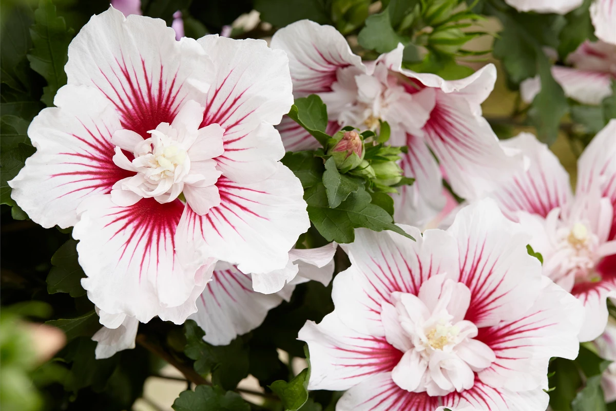 Rose of Sharon (Hibiscus syriacus)