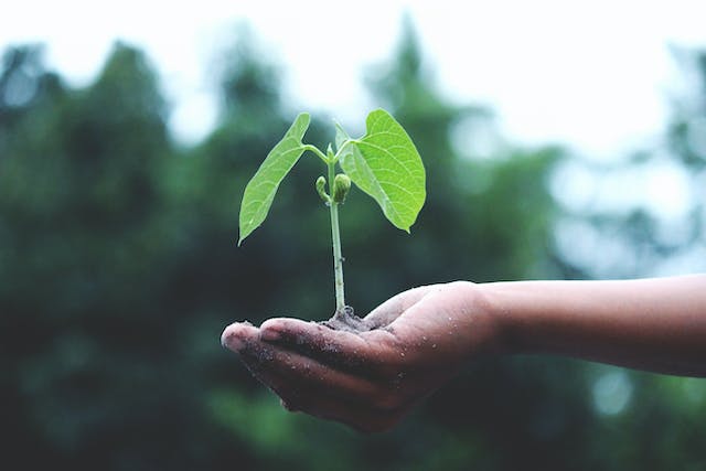 Embracing Green Futures: The Role of a Timber Yard in Sydney