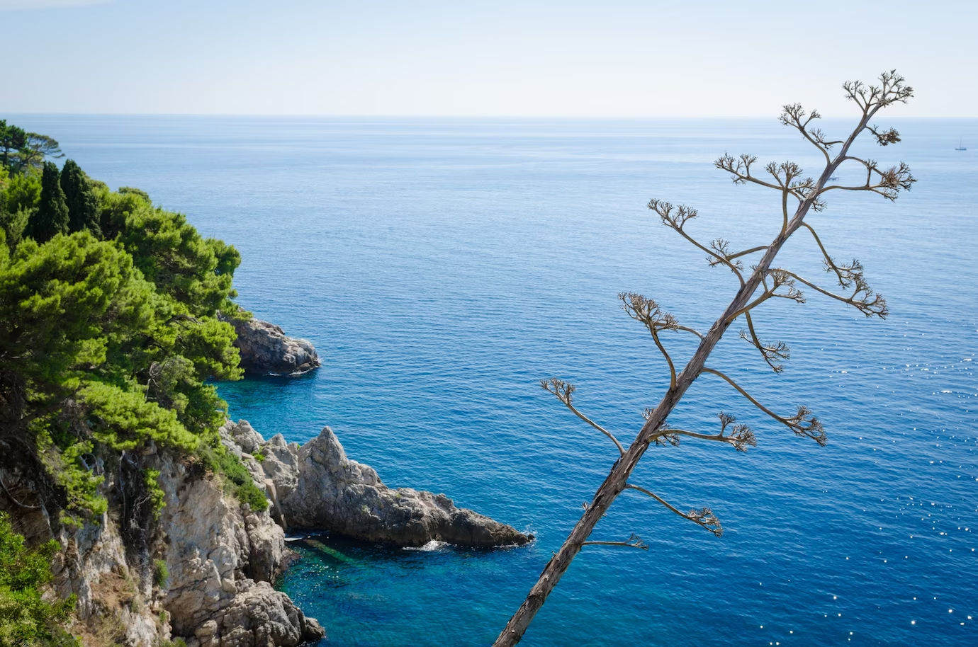 Mare Adriatico - flora