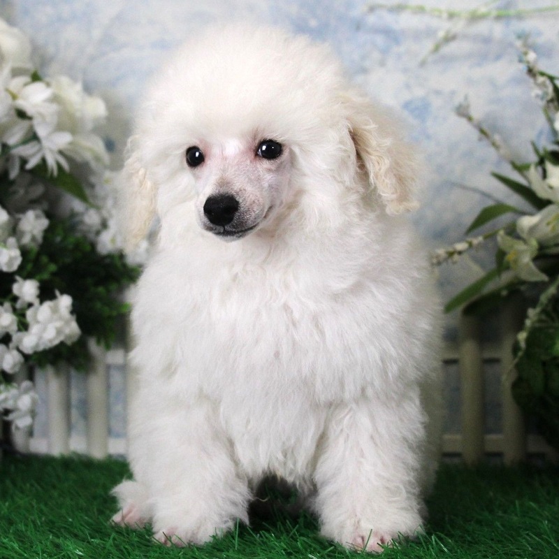 poodle puppy breed