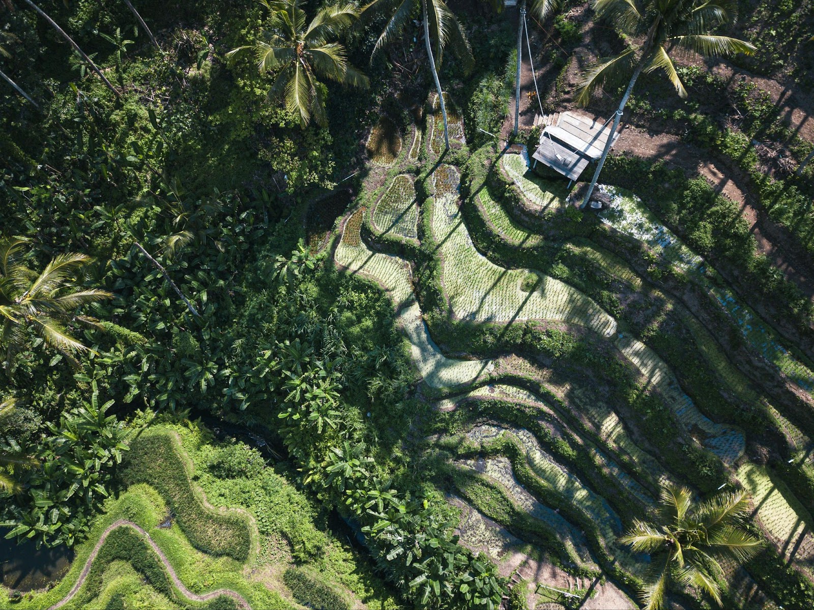 Aerial view of Teggalang Rice Terraces