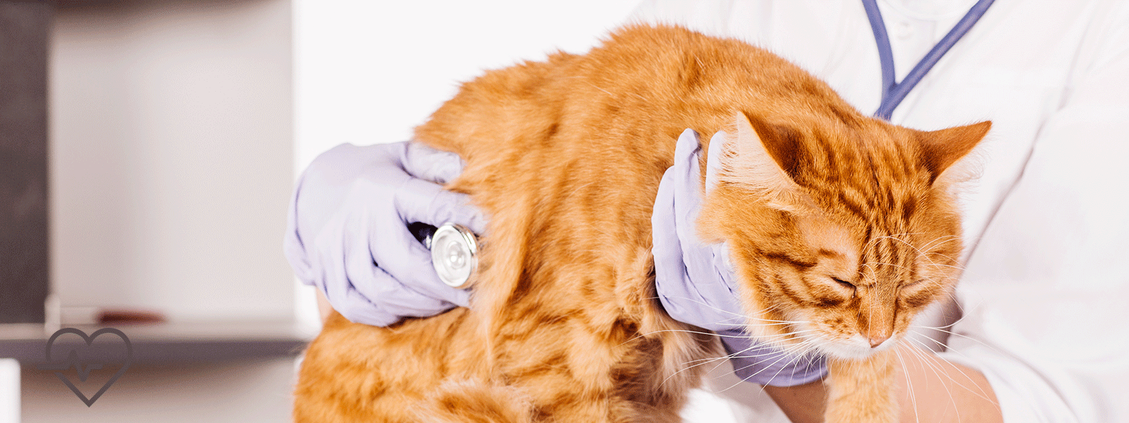 Hematemesis, Abdominal Pain and Anemia in an Older Cat % | Today's  Veterinary Nurse