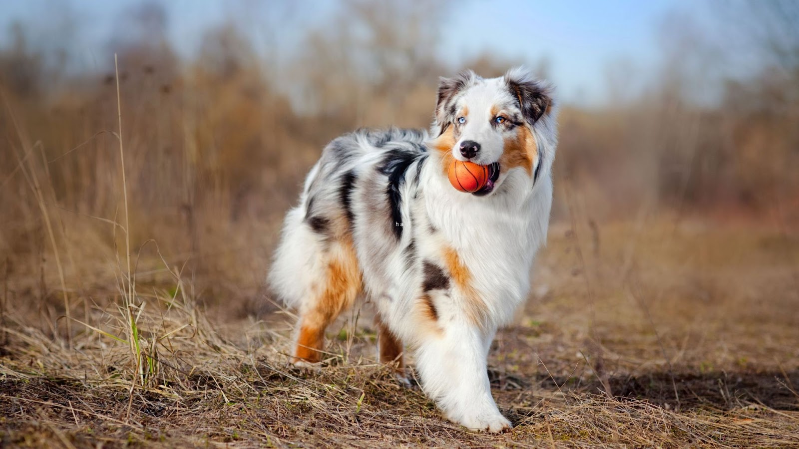 Stunning blue and white Australian Shepherd dog trotting over park showing typical physical characterics with red ball in mouth
