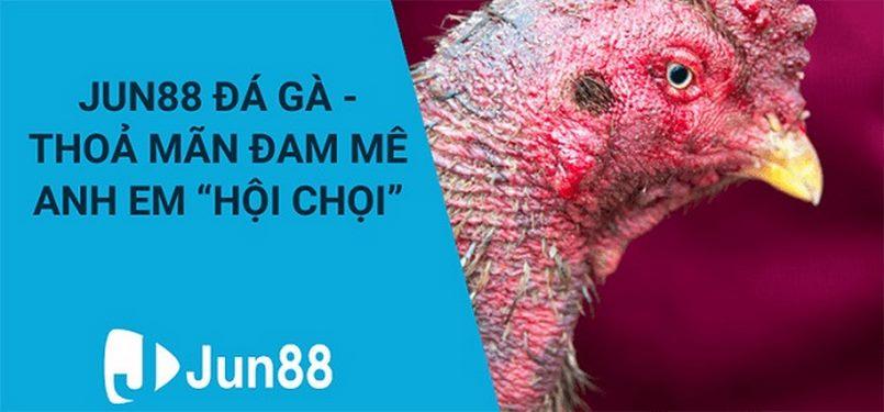 Anh em đam mê chọi kê chắc chắn phải thử qua sân chơi Jun88