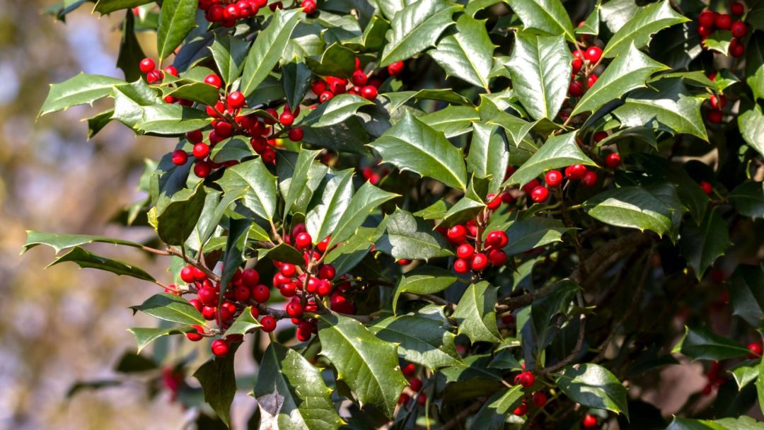 American Holly (Ilex opaca)