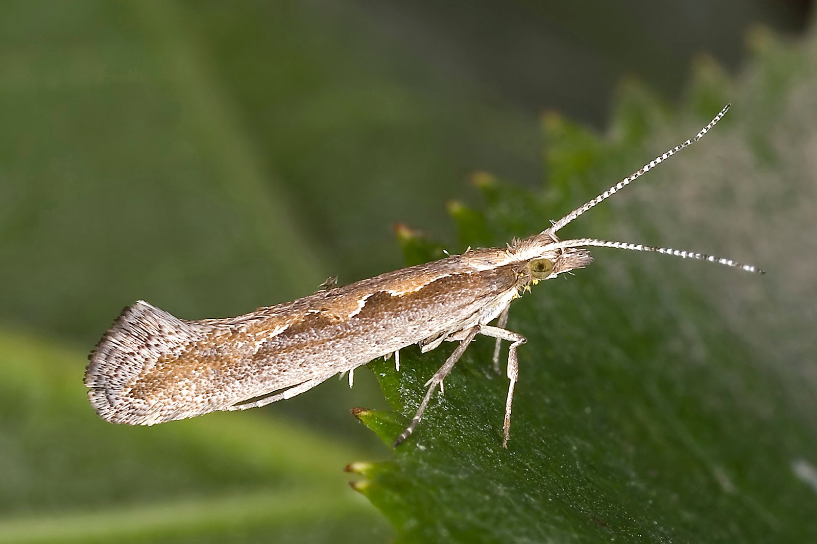 Diamondback moth | Pest Control, Crops & Agriculture | Britannica