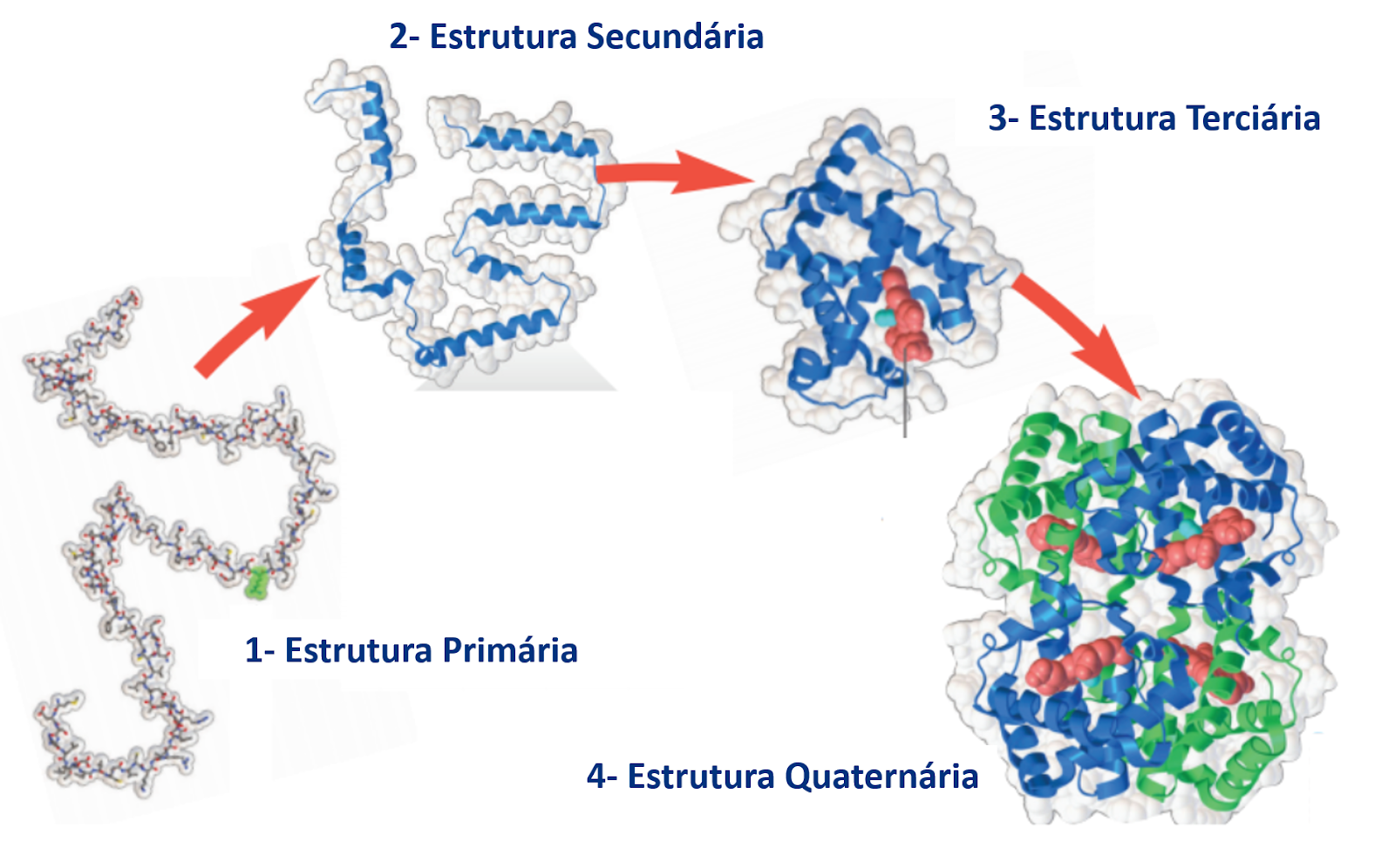 Representação do enovelamento protéico através da estrutura da proteína humana hemoglobina 