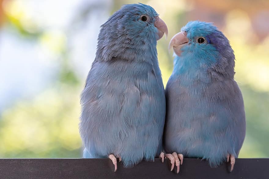 https://p0.pikist.com/photos/379/994/parrotlets-pair-birds-couple-animal-world-parakeet-nature-parrots-bird-couple.jpg