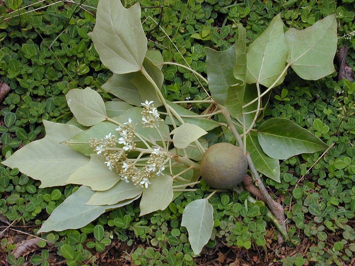 Candlenut (Aleurites moluccanus)