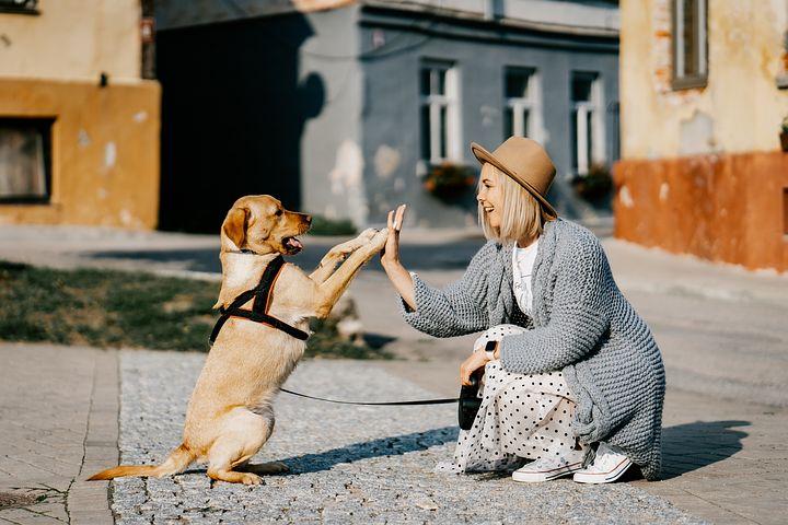 senior dog giving a high five and strengthening bond with human through exercise