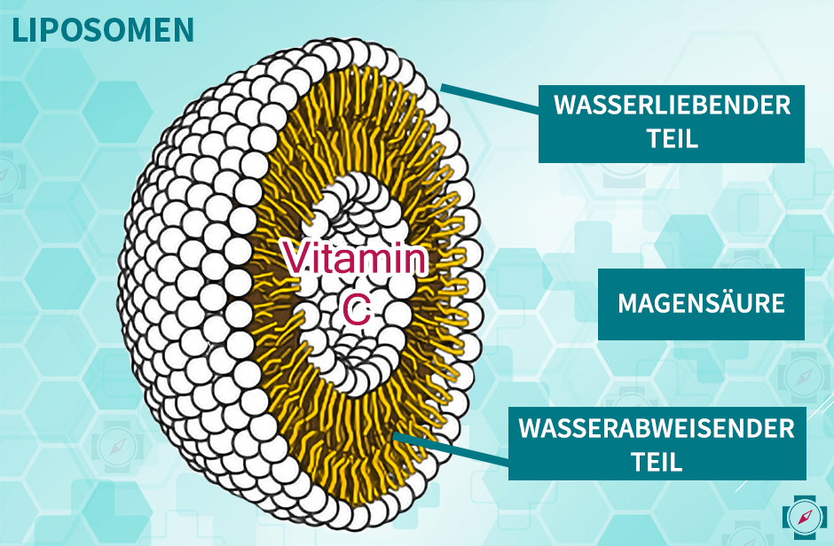 Aufbau eines Liposoms, das Vitamin C enthält