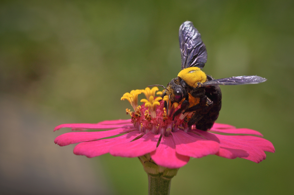 Un exemple de symbiose mutualiste : une abeille pollinise une fleur 