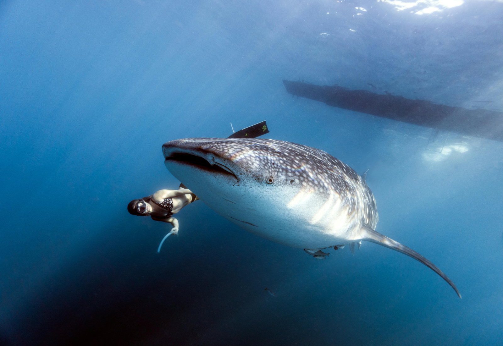 Whale Shark