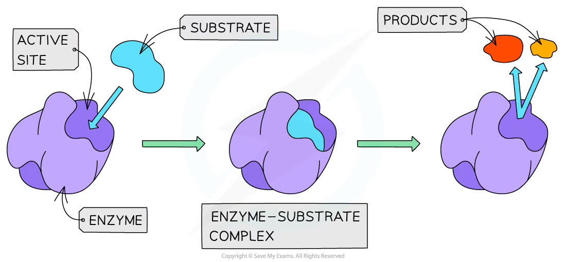 lock and key hypothesis of enzyme action supports that