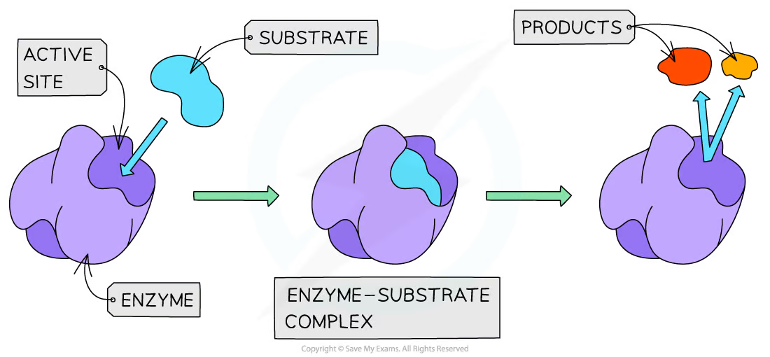 Chapter 5: Enzyme Action - Dot & Line Blog