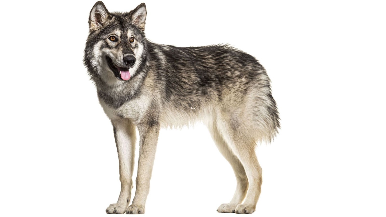 standing wolf like northern inuit dog on white background agout wolf color