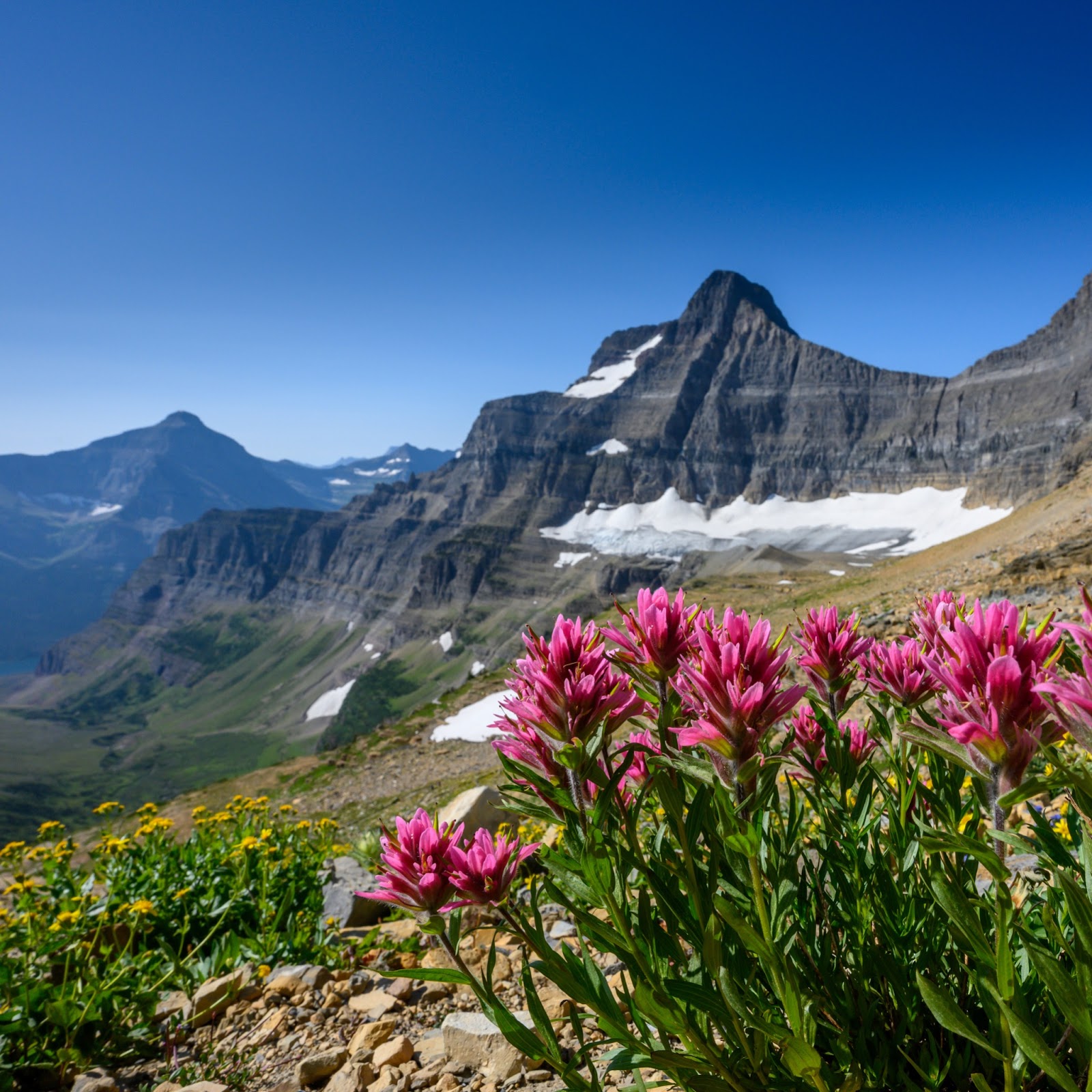glacier national park with wildflowers in the foreground of photo