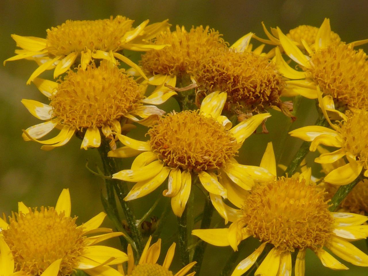 Effetti collaterali dell’arnica