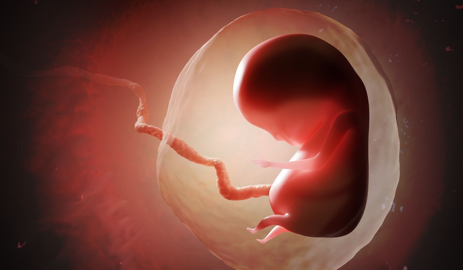 vyvoj embrya