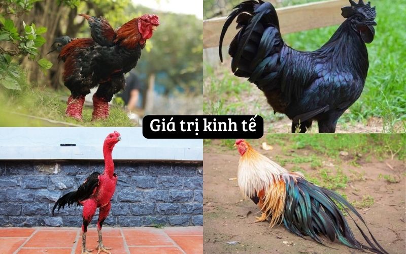 Giá trị kinh tế