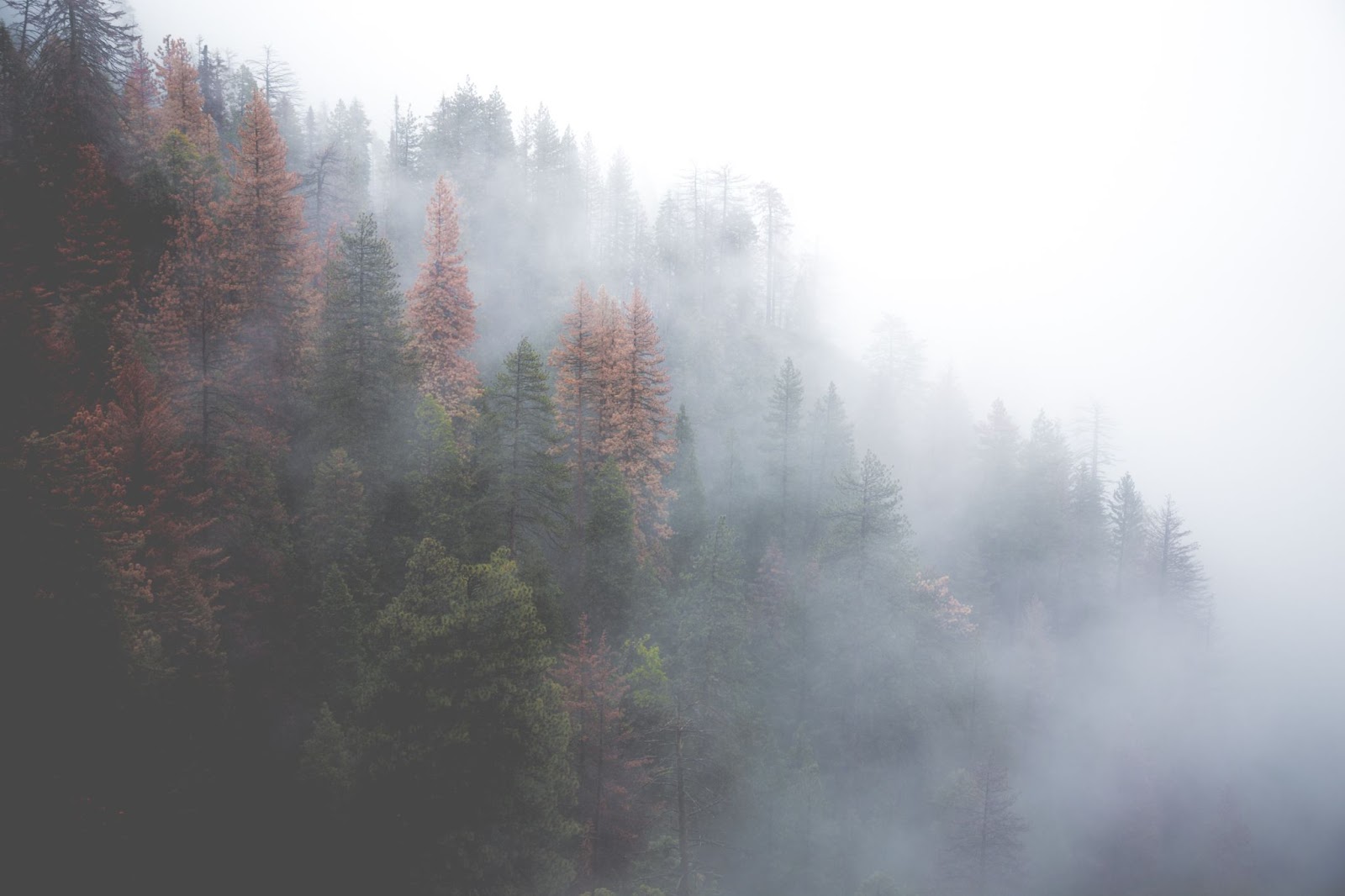 misty trees in the forest