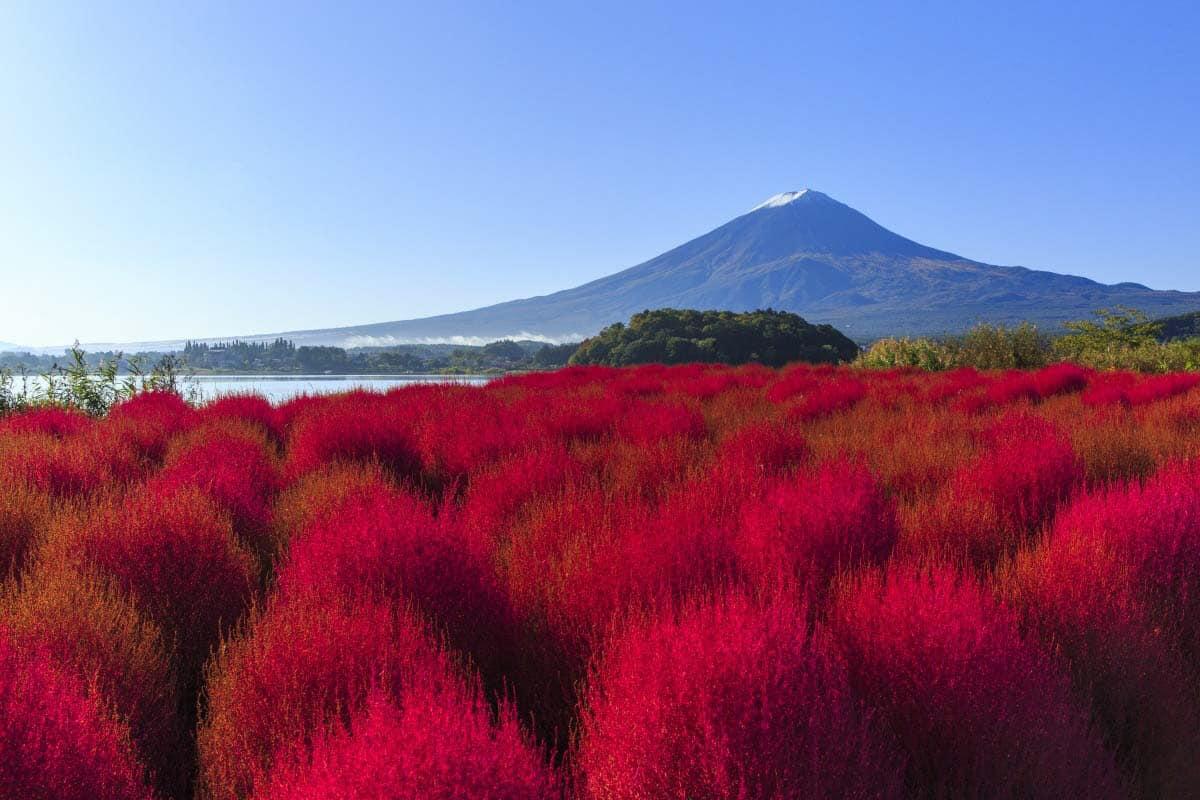 A field of red flowers with a mountain in the background
Description automatically generated