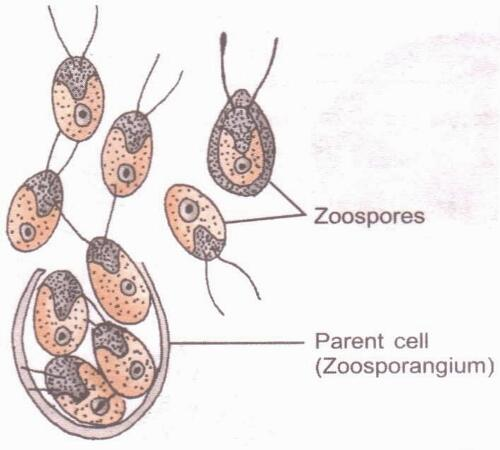 E:\savinay\R_Zoospres in Chlamydomonas.jpg