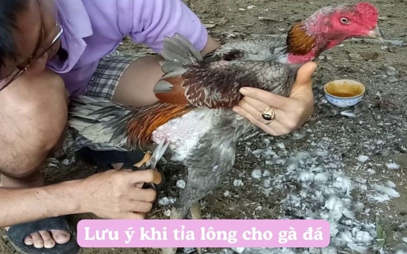 Lưu ý khi tỉa lông cho gà đá