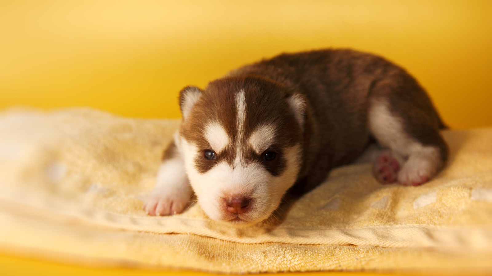 young husky with white and brown skin