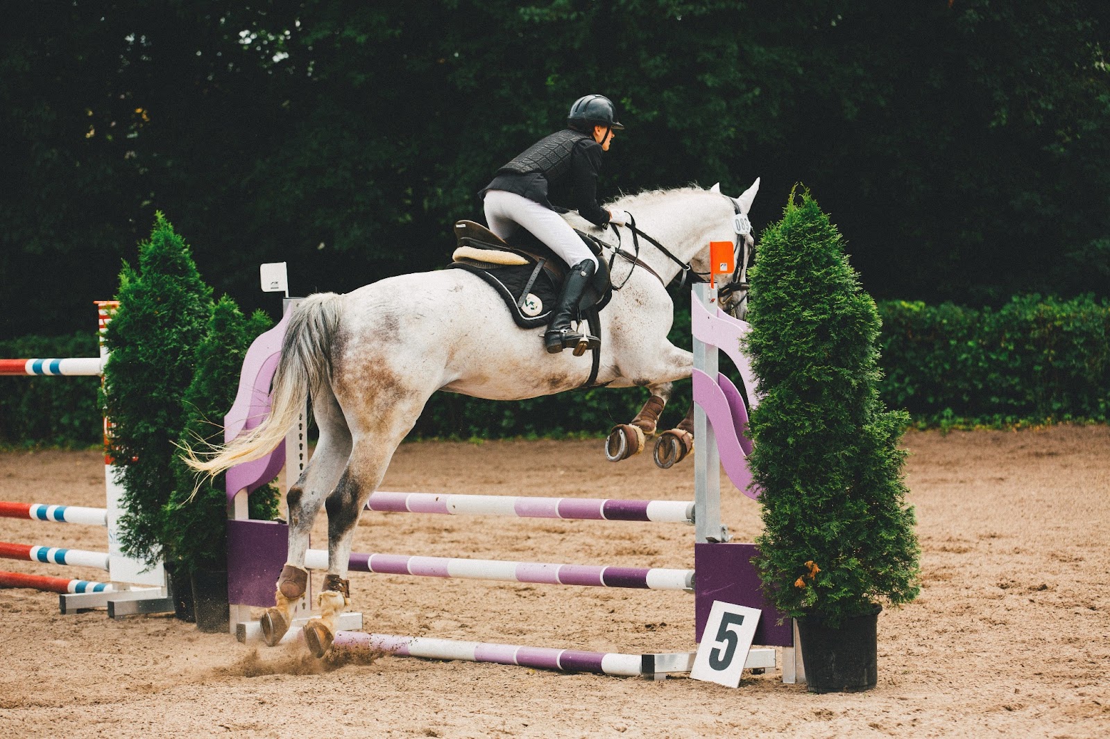 Experience the elegance of Hungarian horsemanship at a Budapest horse show.