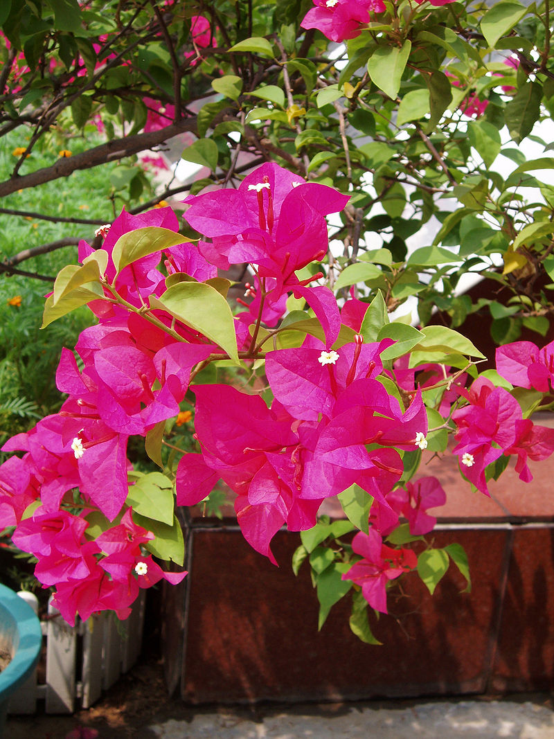 Bougainvillea is a flower that bloom 365 days
