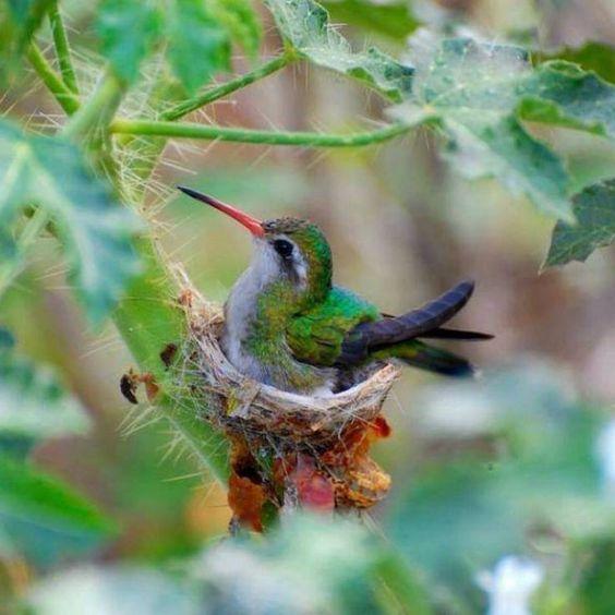 Prevent Birds to Create Nests on Your Hanging Ferns