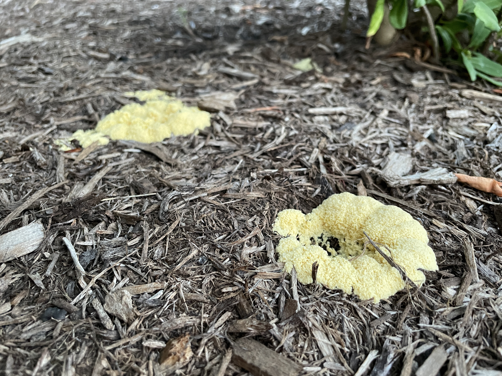 Is mold harmful to my plants or my family