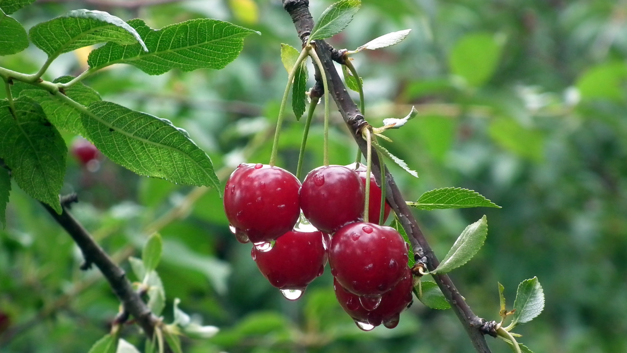 Giá cherry Mỹ Kingfoodmart