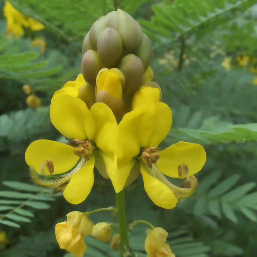 Understanding Bladder Senna: A Gardener's Delight