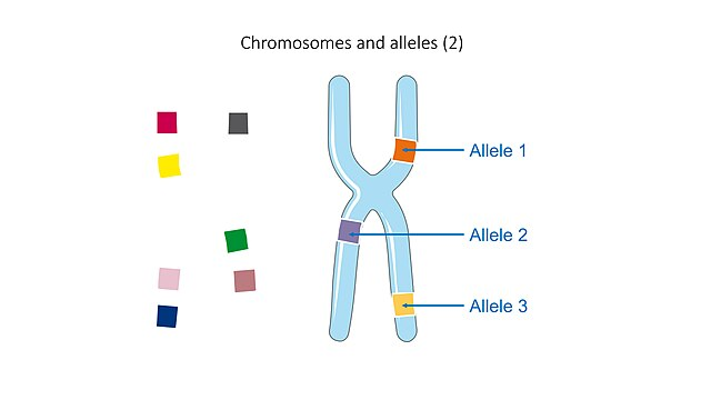 exemplos de alelos