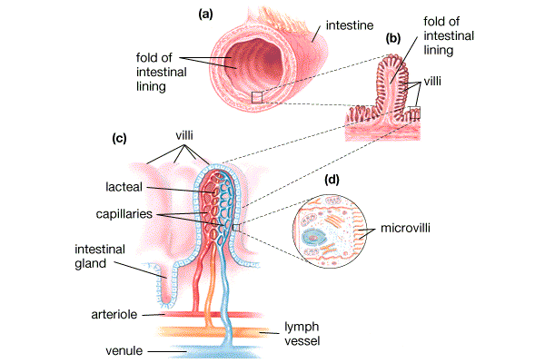 intestine